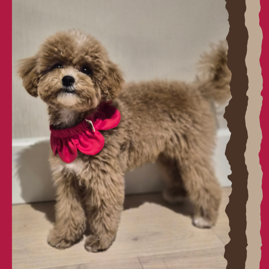 El Yapımı Köpek Yakalığı – PawBow Flower Dog Collar (Red) - El yapımı tasarım aksesuar ve lüks hediye alternatifi 2 | Rosano Studio