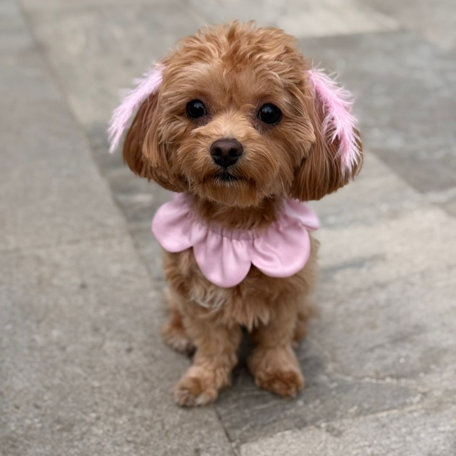 PawBow Flower Dog Collar  (BabyPink) — Patili Dostunuz İçin Yakalık - El Yapımı Aksesuar | Rosano Studio