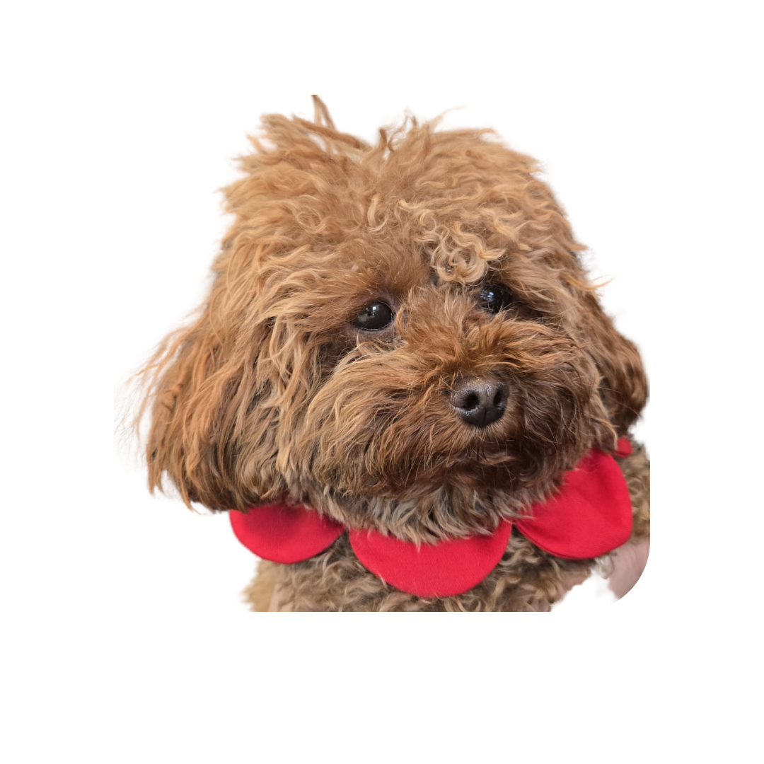 PawBow Flower Dog Collar (Red) — Koleksiyonlar - El Yapımı Aksesuar | Rosano Studio