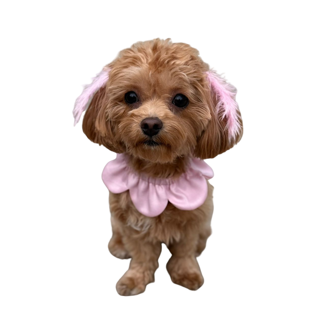 Markamızın İmzası: Çiçek Formlu Köpek Yakalığı — Koleksiyonlar - El Yapımı Aksesuar | Rosano Studio