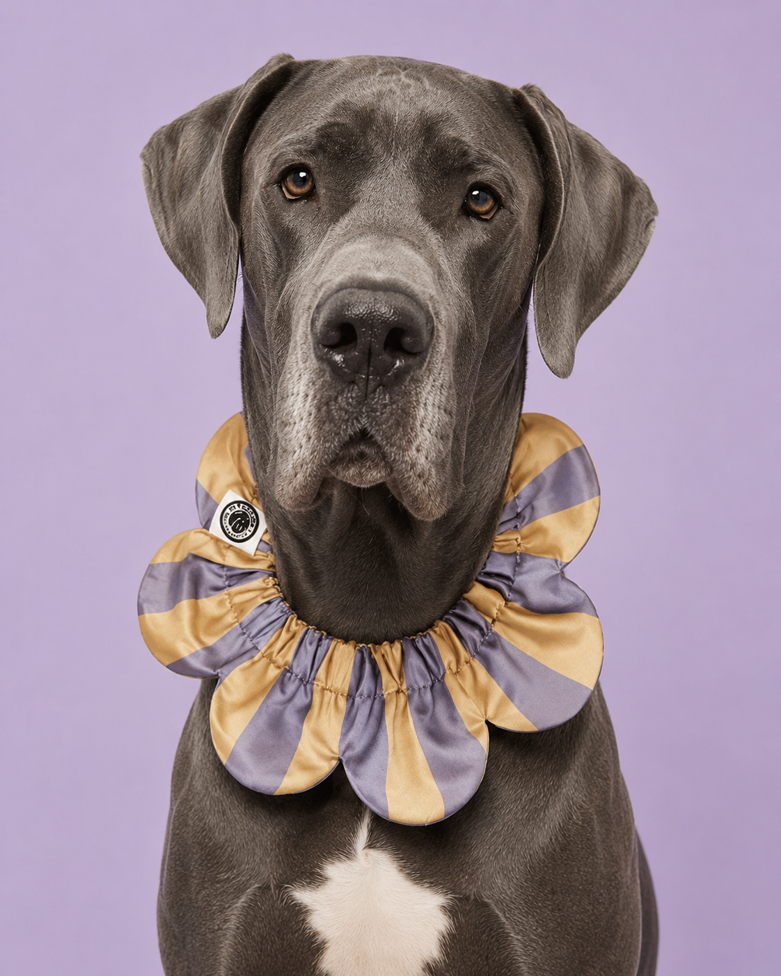 El Yapımı Köpek Yakalığı – PawBow Flower Dog Collar (Scothish) - El yapımı tasarım aksesuar ve lüks hediye alternatifi 9 | Rosano Studio