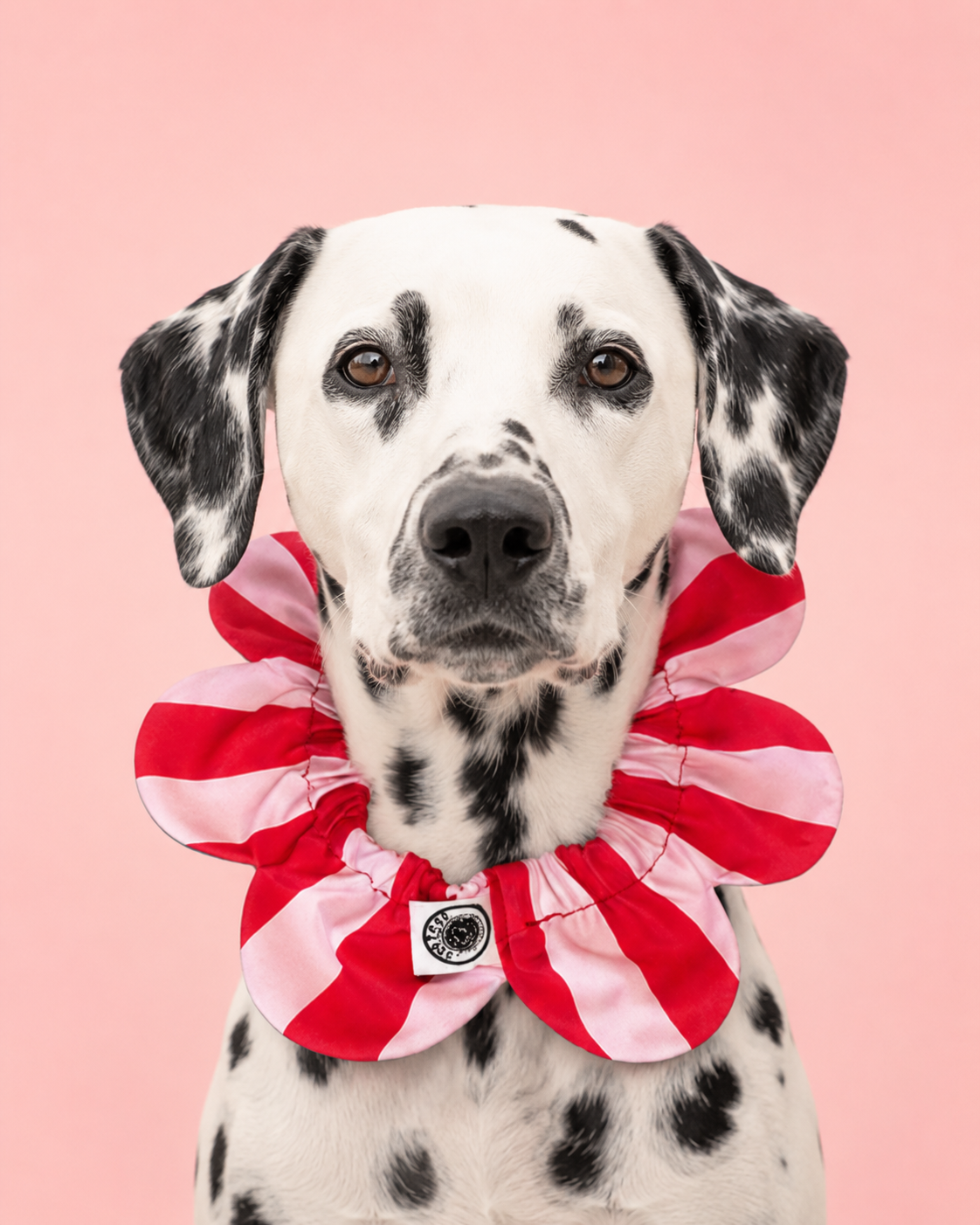 PawBow Flower Dog Collar (red pink stripe) — Koleksiyonlar - El Yapımı Aksesuar | Rosano Studio
