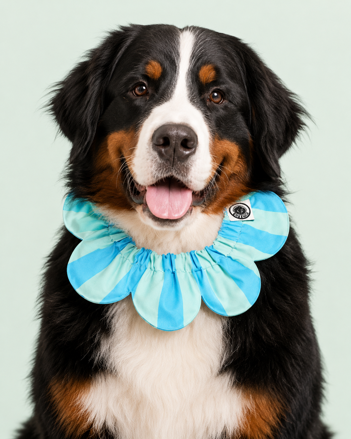PawBow Flower Dog Collar (blue aqua stripe) — Koleksiyonlar - El Yapımı Aksesuar | Rosano Studio